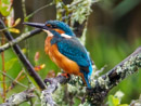 Kingfisher - Zimorodek